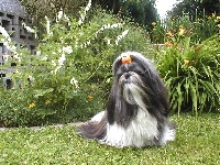 Étalon Shih Tzu - Zamour La perle tibétaine