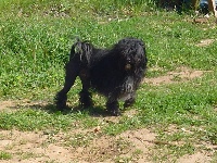 Étalon Petit chien lion - CH. Vadim delanoël (Sans Affixe)