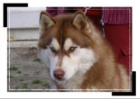 Étalon Siberian Husky - CH. Bombe Corsicahusky