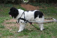 Étalon Terre-neuve - Anthéa Terre aux loups