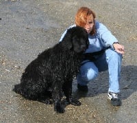 Étalon Terre-neuve - Babylou De la baie bonavista