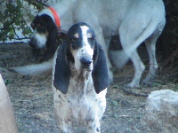 Étalon Petit gascon saintongeois - Tizane de la vallee de josbaig