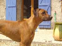 Étalon Rhodesian Ridgeback - Ntombi jua Vir die simba safari