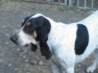 Étalon Petit gascon saintongeois - Tino de la vallee de josbaig