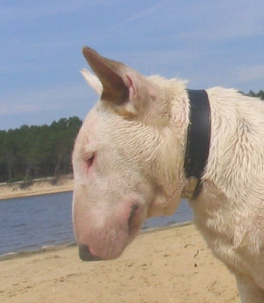 Auldirty des déesses éternelles