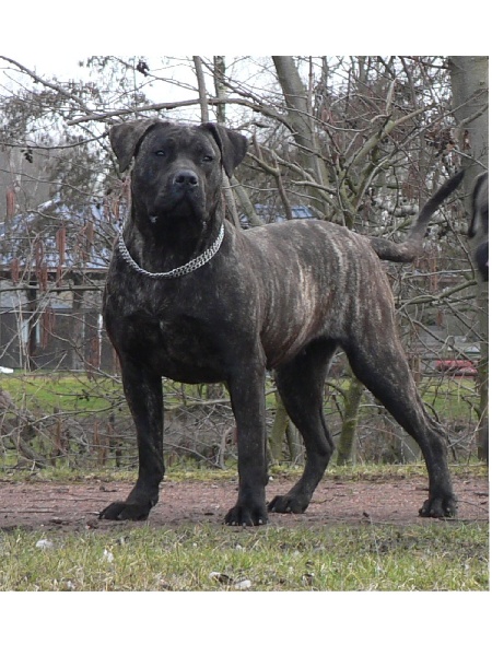 Publication : Le domaine des guanches