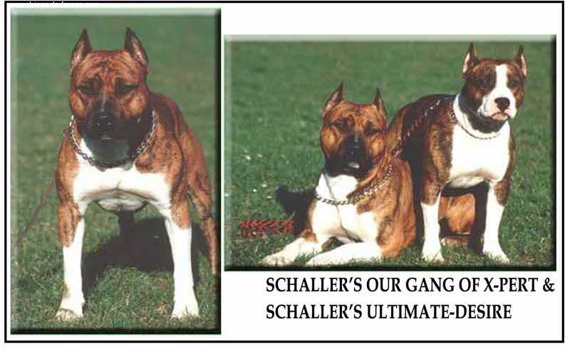 CH. Schaller's Our gang of x pert
