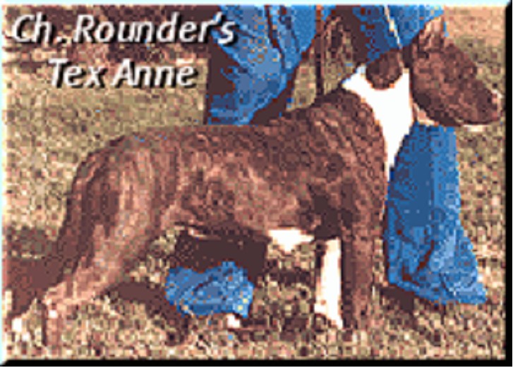 CH. Rounder's Tex annie