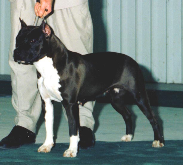 CH. Natalie coal Rowdytown's