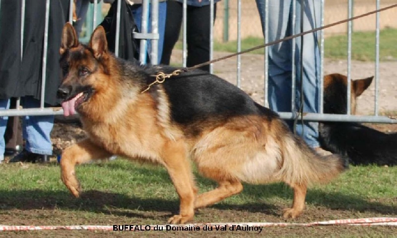 Buffalo du Domaine du Val D'Aulnoy