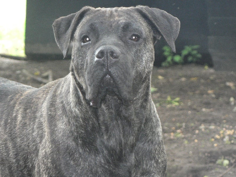 Publication : Le domaine des guanches 