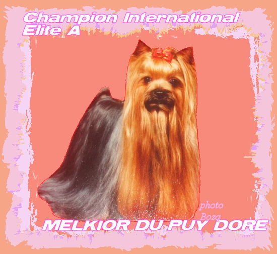 CH. Melkior du Puy Doré