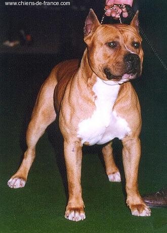 CH. tex Frenchy tppit