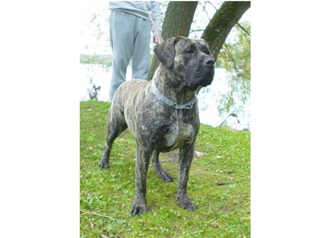 Publication : Le domaine des guanches 