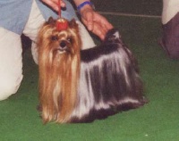Étalon Yorkshire Terrier - CH. Miss dior de France D'Iela