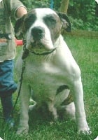 Étalon Bouledogue americain - Chiva´s No one like you