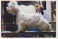 Étalon West Highland White Terrier - Alba du mas Camira