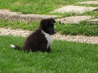 Étalon Shetland Sheepdog - Witch bi black Z dablovy studantky