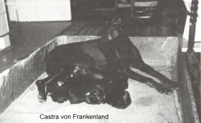 Castra V.frankenland