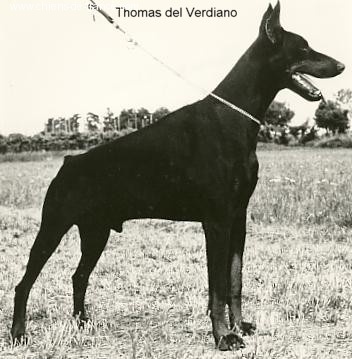 Thomas Del verdiano