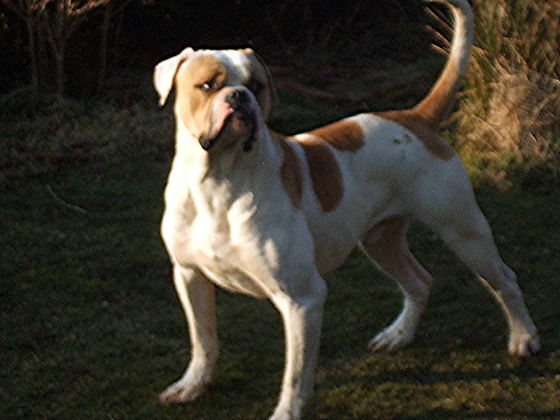 Publication : du domaine du Wolf gang Auteur : vigier isabelle