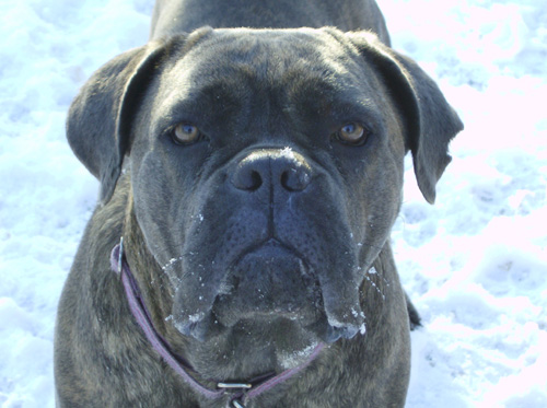 Publication : des doux Molosses