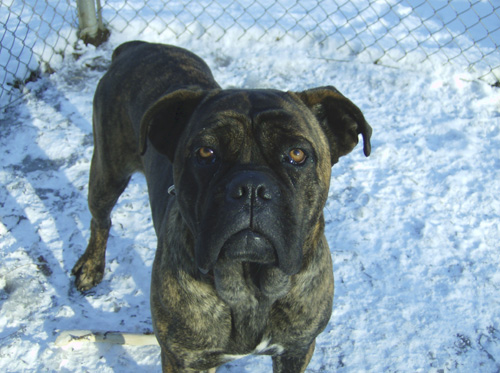 Publication : des doux Molosses