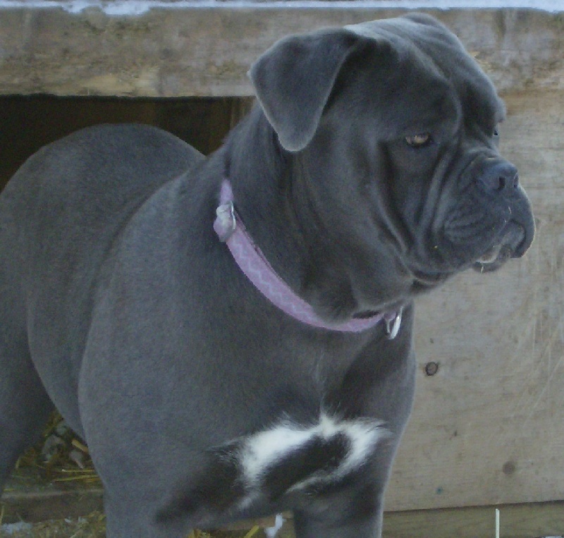 Publication : des doux Molosses