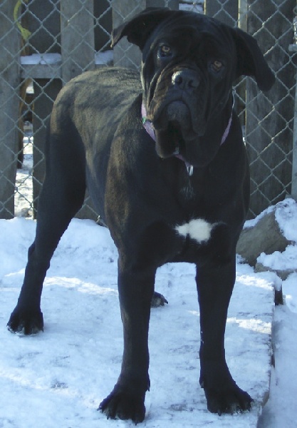 Publication : des doux Molosses