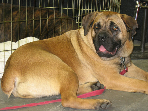 Publication : des doux Molosses