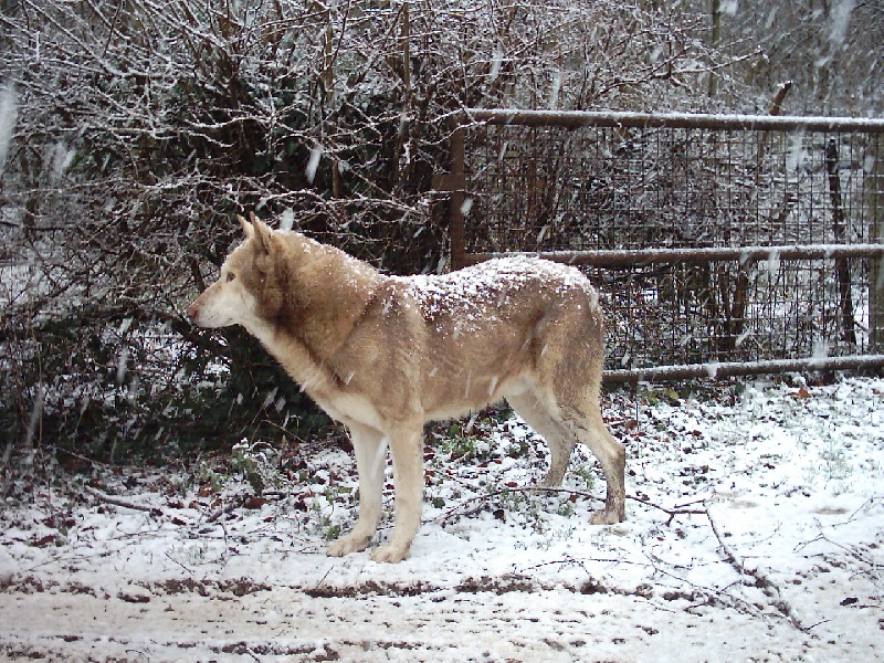 Publication : du domaine du Wolf gang