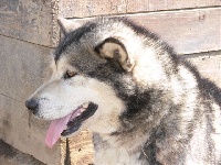 Étalon Alaskan Malamute - Urko (Sans Affixe)