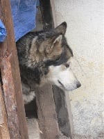 Étalon Alaskan Malamute - Vaika del inca cuiracocha