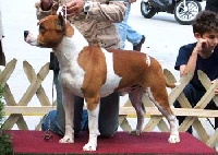 Étalon American Staffordshire Terrier - CH. lievore's edition Destino