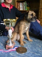 Étalon Border Terrier - CH. Even-sweeter from Crossing Borders