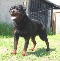Étalon Rottweiler - CH. black turk Yago
