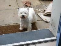 Étalon West Highland White Terrier - Uka Du coin sauvage