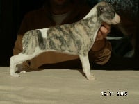 Étalon Whippet - CH. Bocca d' oro of blue of nice