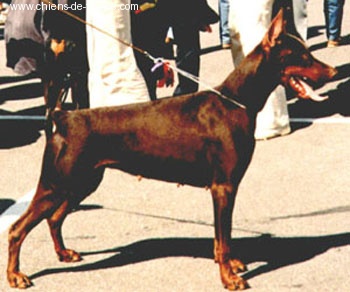 CH. Kalina V. norden stamm