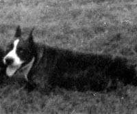 CH. Roll's Comanchera