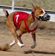 Publication : (Sans Affixe) 