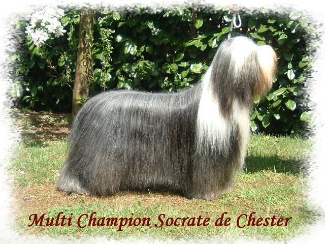 CH. Socrate de Chester