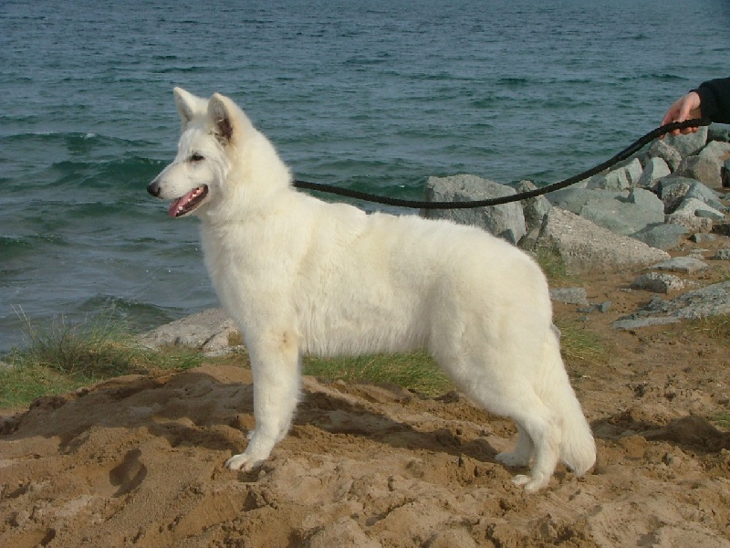 Valka beauty du domaine des brumes d'Avalon