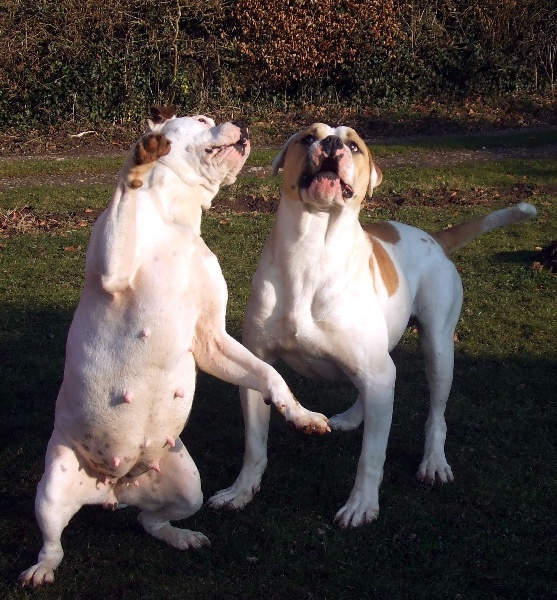 Publication : du domaine du Wolf gang Auteur : vigier isabelle