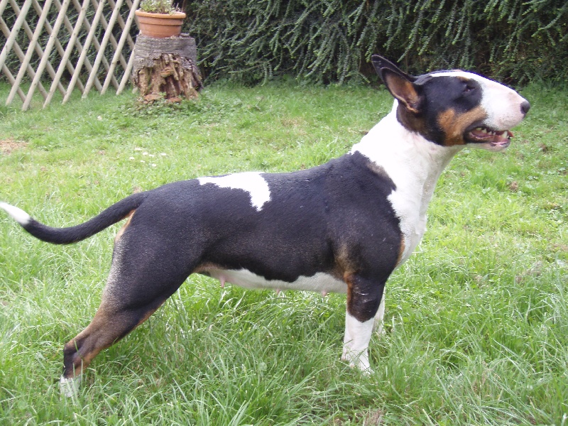 A dark angel of Witch and Tramp