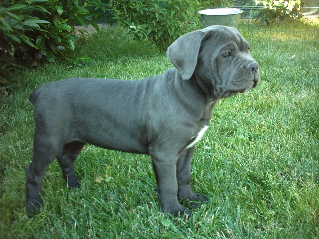 Publication : des jonquilles de la toscane 