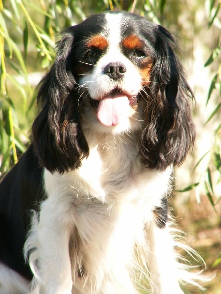 Penny Du clos de la gardiere