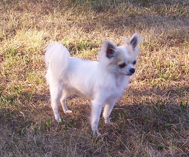 Publication : De Vindhyana Valley Auteur : Aurélie MONNIER