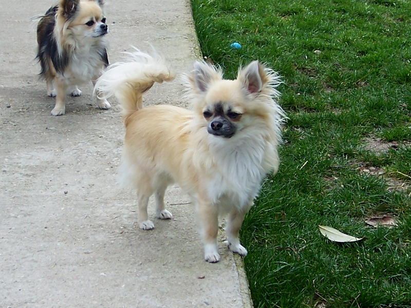 Bebop Du p'tit bocage