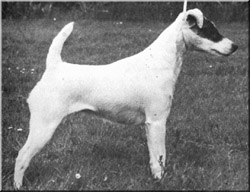 CH. Boreham Ballet star